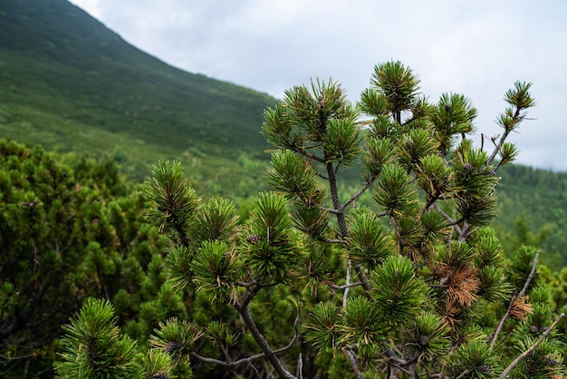 Vegetazione dei prati alpini