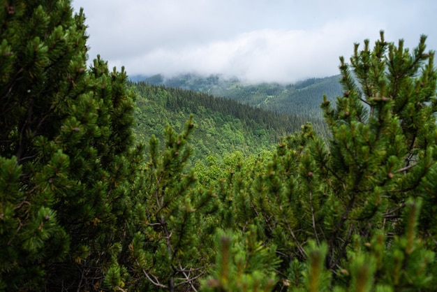 Vegetazione dei prati alpini