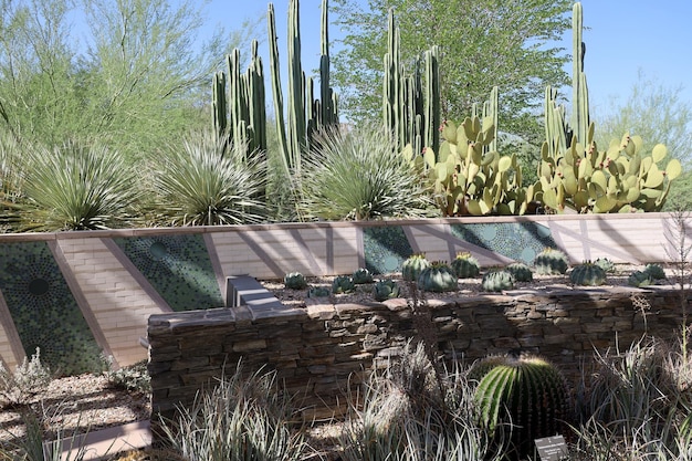 Vegetazione del deserto ai giardini botanici di Phoenix in Arizona