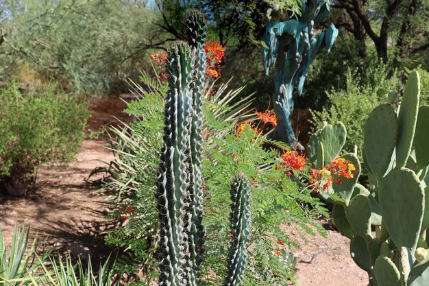 Vegetazione del deserto ai giardini botanici di Phoenix in Arizona