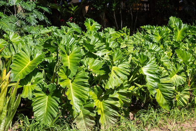 Vegetazione del fogliame di sfondo