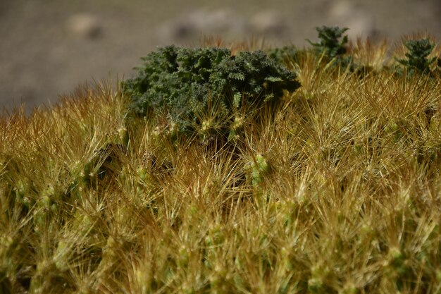 Vegetazione del Parque Nacional Sajama in Bolivia Sud America