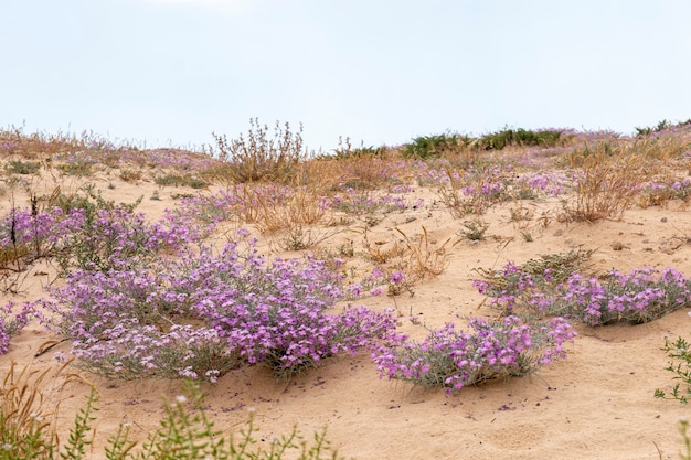 Vegetazione di dune di sabbia