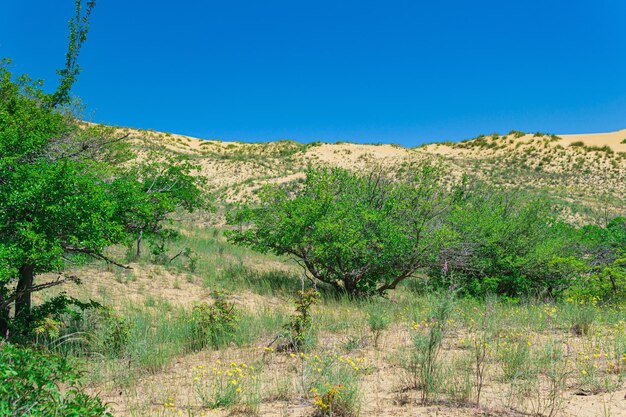 Vegetazione in fiore nel deserto primaverile sul bordo della duna di sabbia di Sarykum