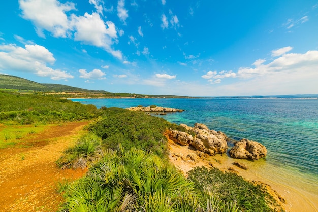 Vegetazione in riva al mare ad Alghero Sardegna