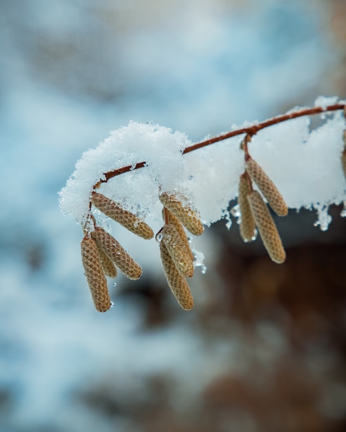 Vegetazione innevata nei Pirenei