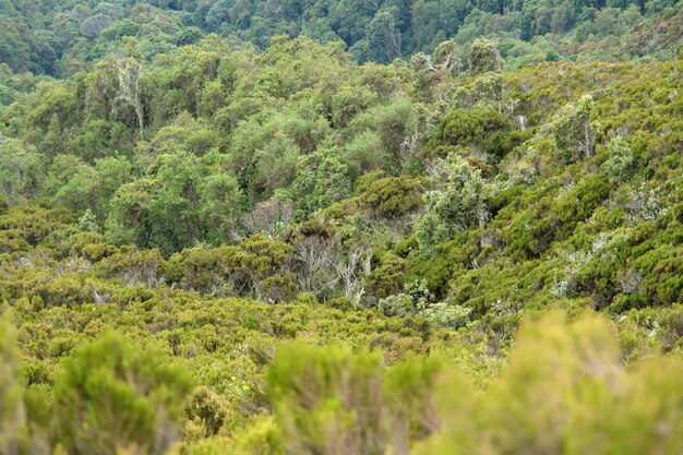 vegetazione intorno al monte Muhabura