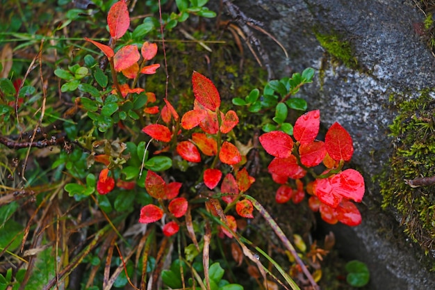 Vegetazione montana in una piovosa mattina d'autunno Messa a fuoco selettiva