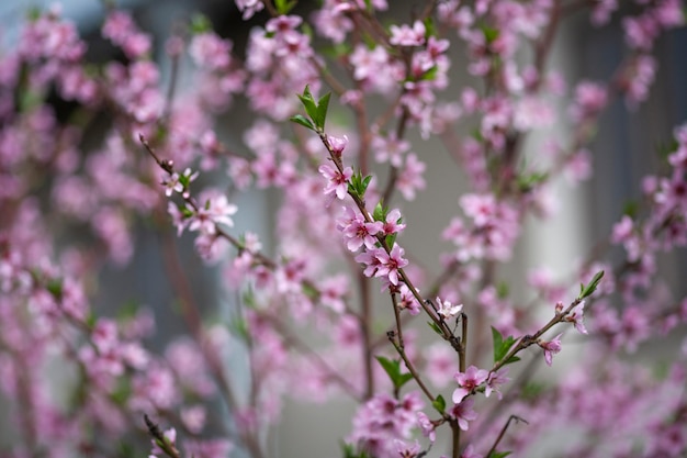 Vegetazione piante naturali nel parco