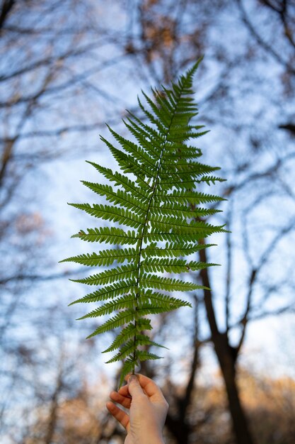 Vegetazione piante naturali nel parco