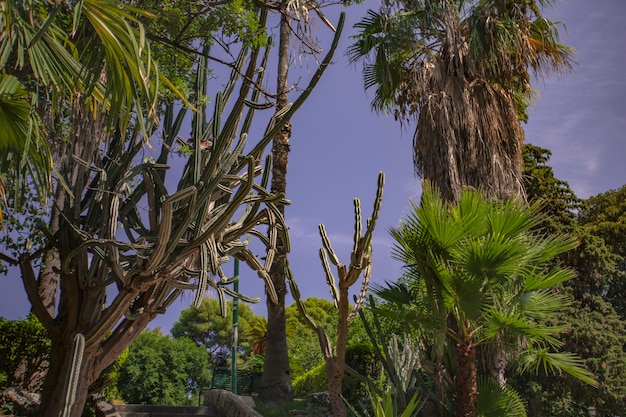 Vegetazione siciliana in un parco a Palermo