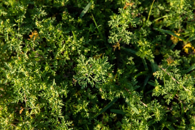 vegetazione verde nella foresta bellissimo paesaggio verde in giornata estiva