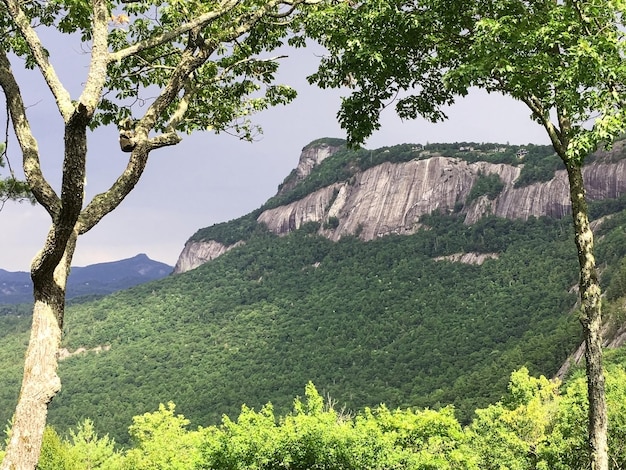 Vegetazione verde su una montagna