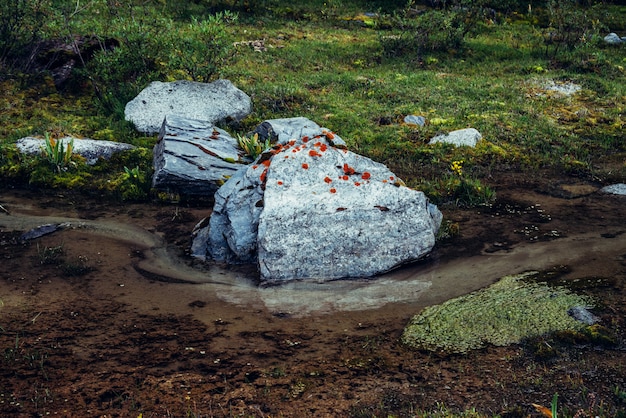 Vegetazioni alpine ricche.