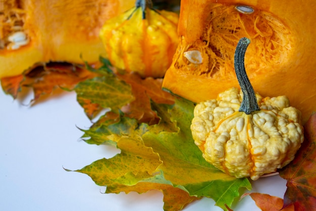 Vendemmia autunnale. Mini zucca decorativa e mezzo grande.