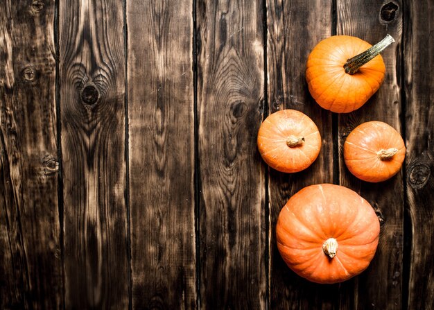 Vendemmia autunnale. Una zucca matura.