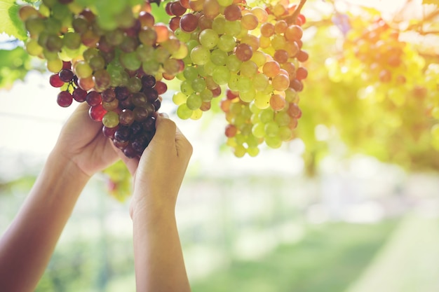 Vendemmia, contadino in vigna.