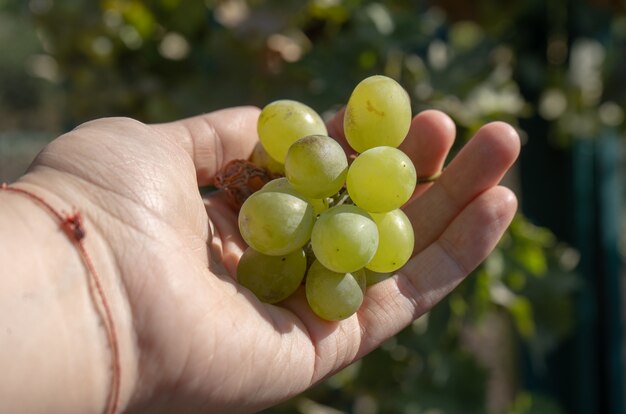 Vendemmia di uva da vino bianco in un giardino in una mano