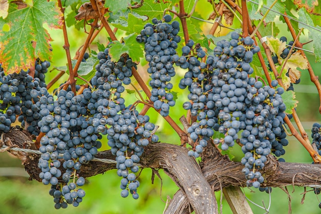 Vendemmia e produzione dell'uva nella catena montuosa di Santa Catarina Brasile Luogo di produzione delle uve d'alta quota cabernet merlot sauvignon carmenere tra gli altri