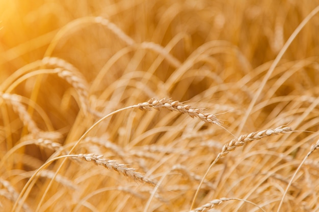 Vendemmia: il grano maturo cresce nel campo. Primo piano del grano dorato