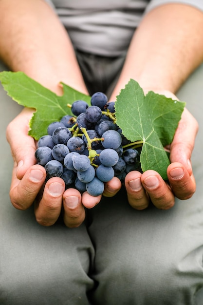 Vendemmia in autunno