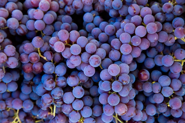 Vendemmia in vigna. Primo piano di grappoli rossi e neri di uve Pinot Nero raccolte in cassette e pronte per la produzione del vino.