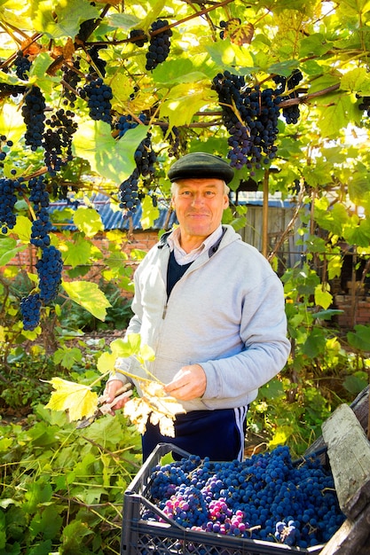 Vendemmia in vigna Un uomo toglie grappoli di uva nera Isabella da una vite