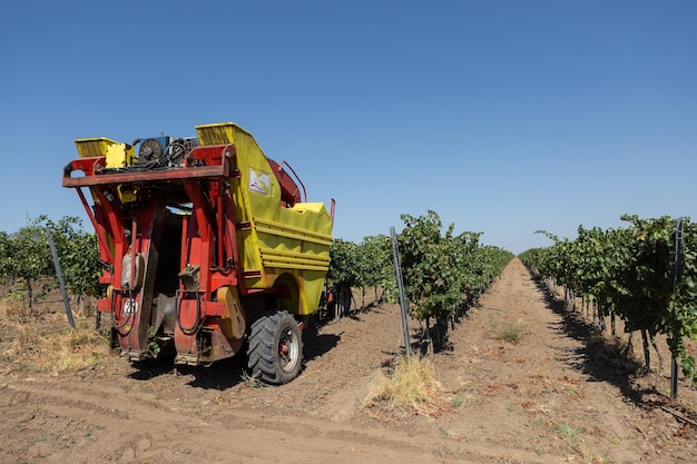 Vendemmia meccanica in una giornata di sole Vendemmia a macchina nei vigneti