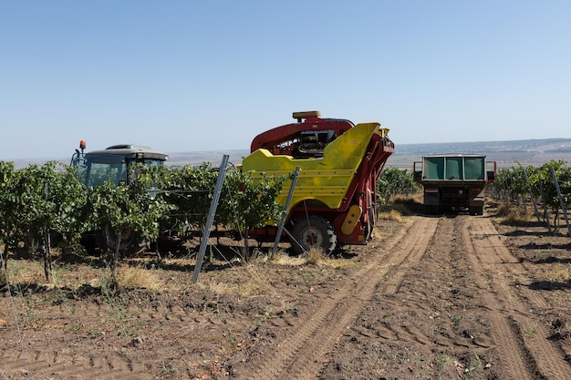 Vendemmia meccanica in una giornata di sole Vendemmia a macchina nei vigneti