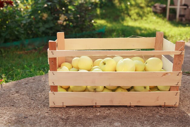 Vendemmia: mele bianche in cassetta di legno. prodotti pronti per l'esportazione. importazione di merce stagionale.