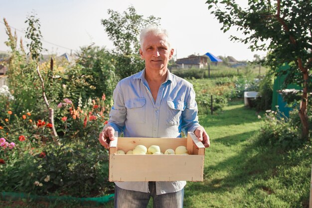 Vendemmia: mele bianche in cassetta di legno. prodotti pronti per l'esportazione. importazione di merci stagionali. Un uomo anziano tiene una scatola. Il giardiniere gode dei frutti del suo lavoro