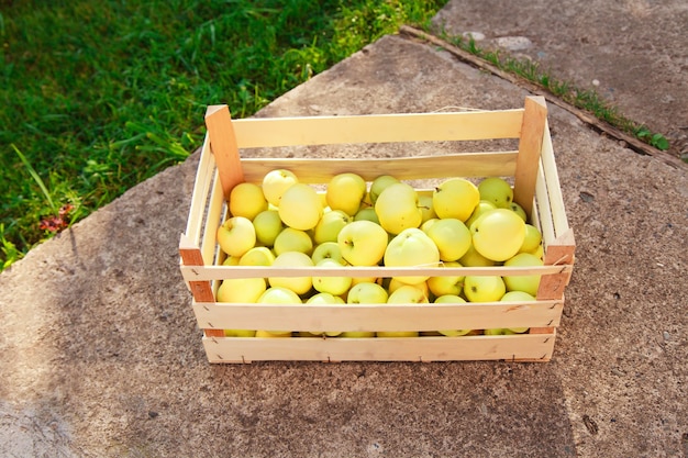 Vendemmia: mele bianche in cassetta di legno. prodotti pronti per l'esportazione. importazione di merci stagionali.