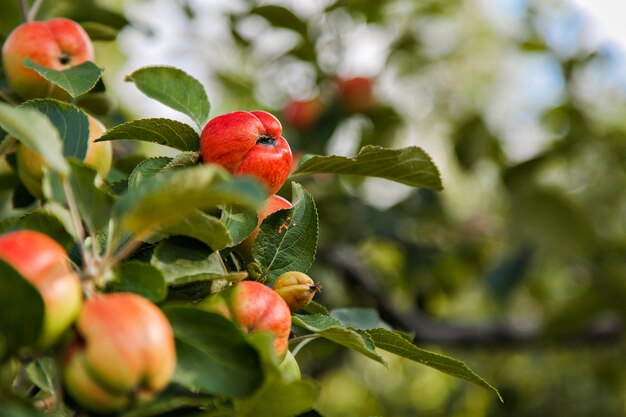 Vendemmia: mele rosse su un albero in giardino. i prodotti sono pronti per l'esportazione