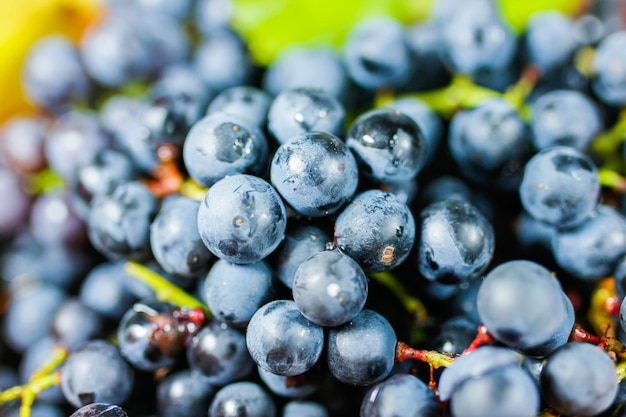 vendemmia uva isabella blu fresca