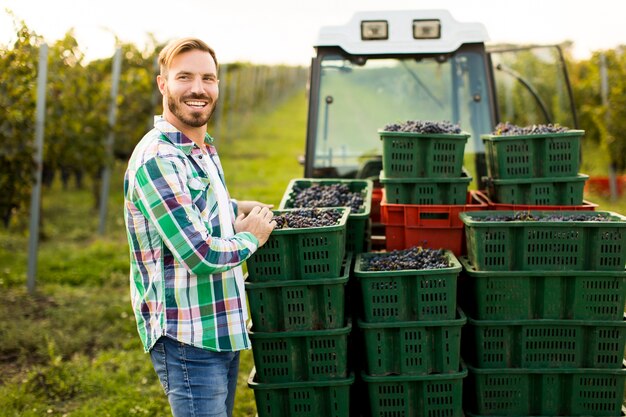 Vendemmia