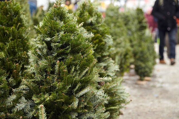 Vendere alberi di Natale al mercatino di Natale