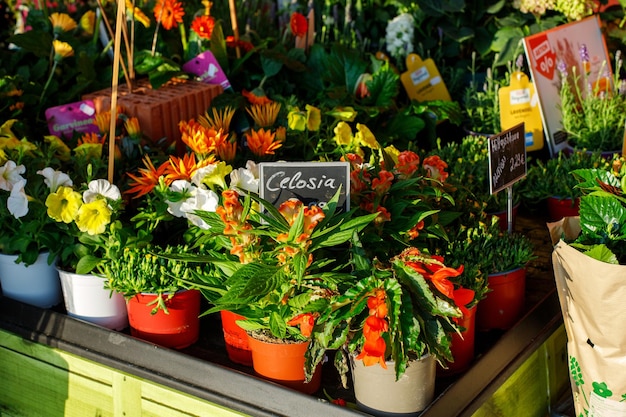 vendita di piante per il giardino nel centro giardino