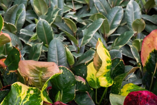 Vendita di vasi di piante tropicali nel mercato verde, foto d'archivio