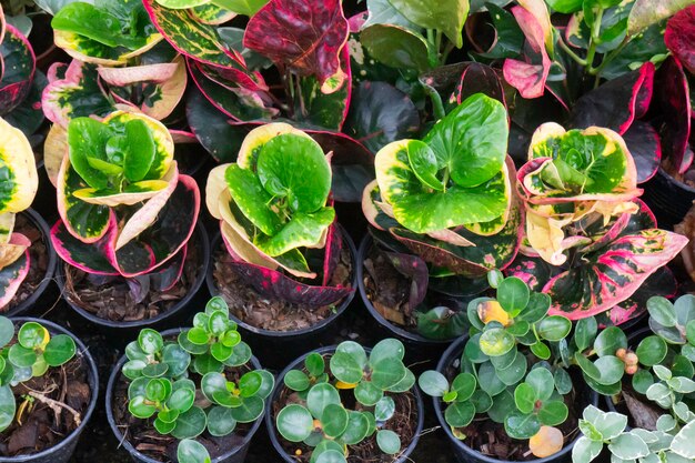 Vendita di vasi di piante tropicali nel mercato verde, foto d'archivio