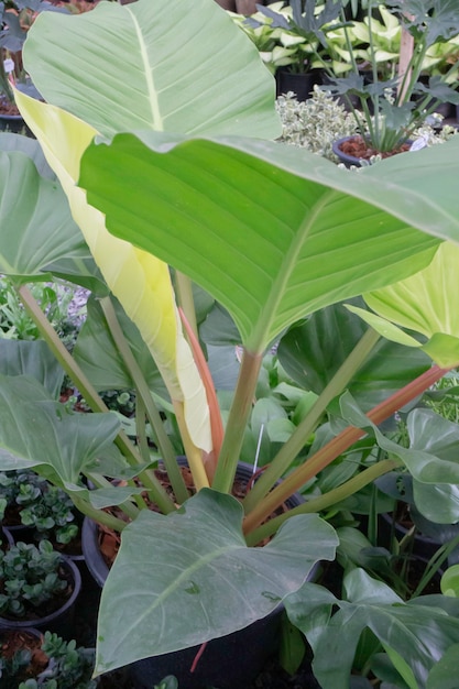 Vendita di vasi di piante tropicali nel mercato verde, foto d'archivio