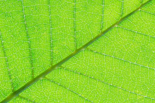 Vene foglia verde Vibrante foglia verde macro texture astratta sfondo