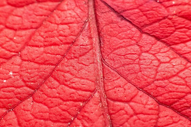 Vene su una foglia rossa di un albero