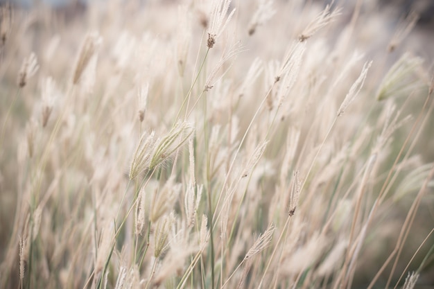 Vento soffiato erba selvatica. Foto di stile effetto vintage.