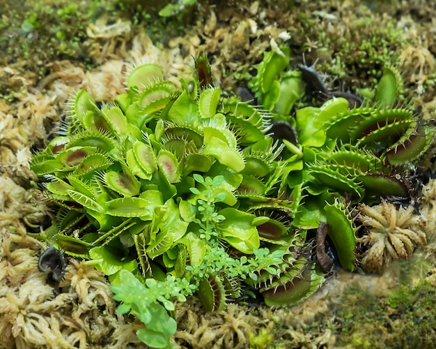 Venus fly trap pianta.