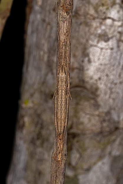 Vera ninfa Katydid