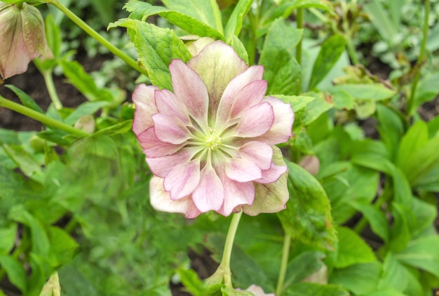 Veratro rosa o rosa quaresimale Helleborus double ellen fiorisce