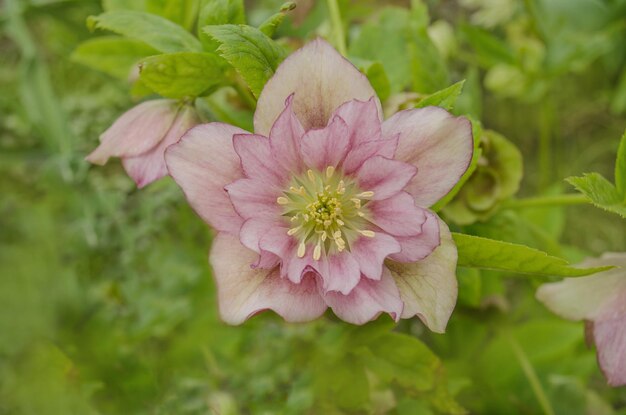 Veratro rosa o rosa quaresimale Pianta di veratro rosa in fiore primaverile