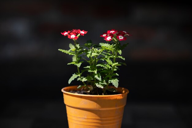 Verbena ibrida in una pentola