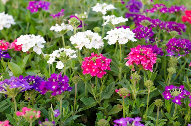 verbena (verbene o verbena) che fiorisce in giardino