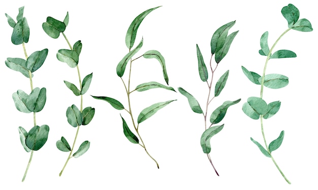 Verde acquerello con rami di eucalipto. Illustrazione di fogliame naturale isolato su sfondo bianco. Clipart di foglie verdi.